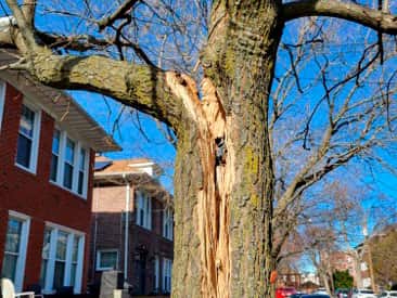Storm and Emergency Tree Service