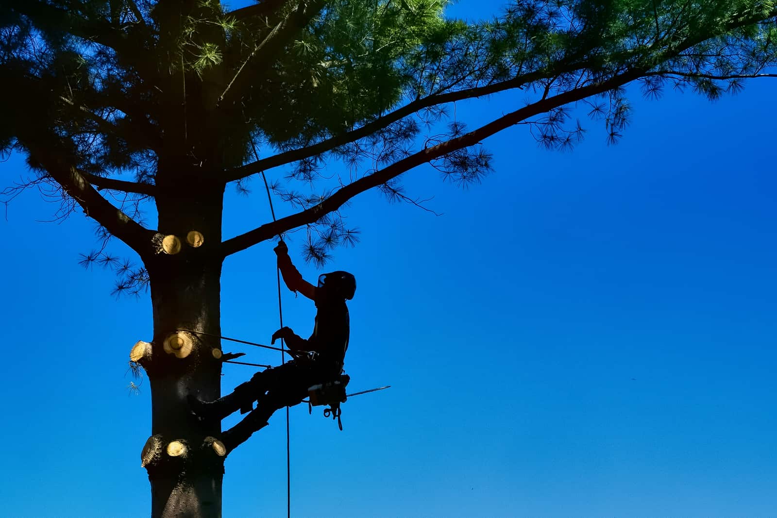 Tree Health and Mulch